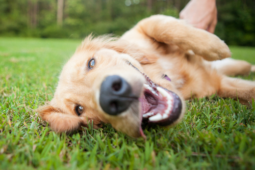 How To Make Your Property Pet Friendly