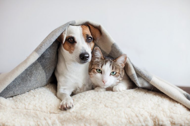 Dog and cat under blanket